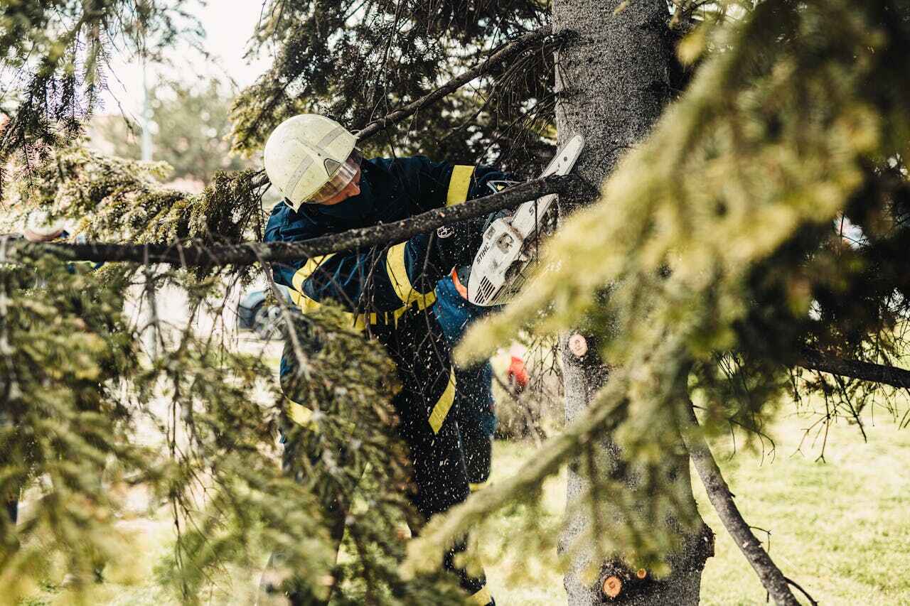 Professional Tree Service in Sierra Ridge, CO